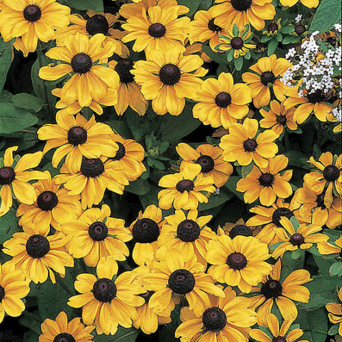 Gloriosa Daisy with bright yellow petals and dark brown center